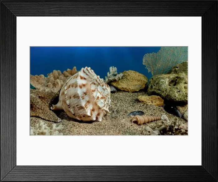 Framed Print : Cassis Cornuta sea shell or horned helmet underwater. Shell on the seabed Framed Print : Cassis Cornuta sea shell or horned helmet underwater. Shell on the seabed