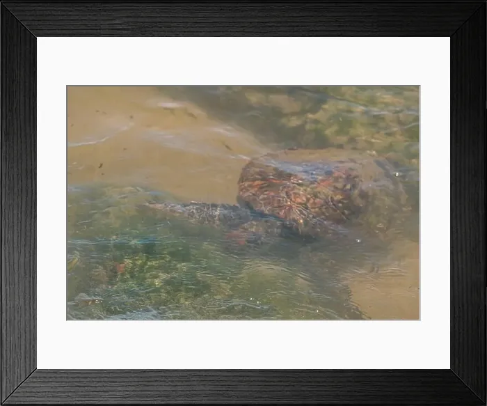 Framed Print : Sea turtle swimming on the edge of a beach in Santa Catarina in Brazil, turtle in the water, Cheloniidae Framed Print : Sea turtle swimming on the edge of a beach in Santa Catarina in Brazil, turtle in the water, Cheloniidae