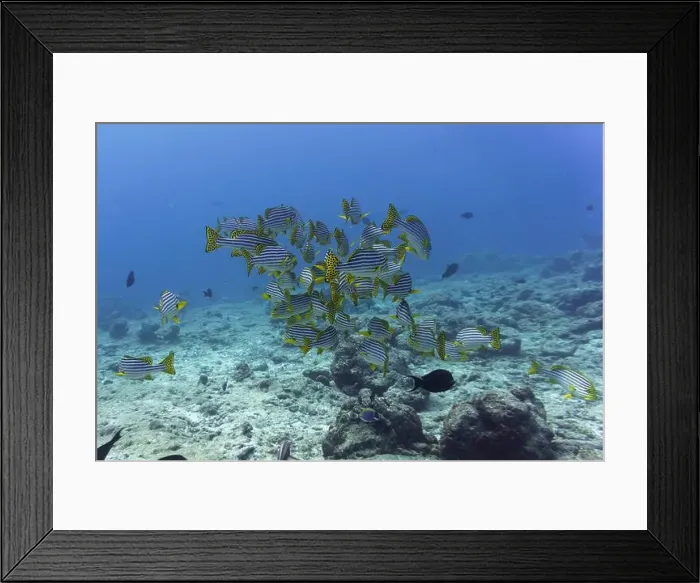 Framed Print : Oriental Sweetlips fish (Plectorhinchus vittatus) in the coral reef of Maldives island