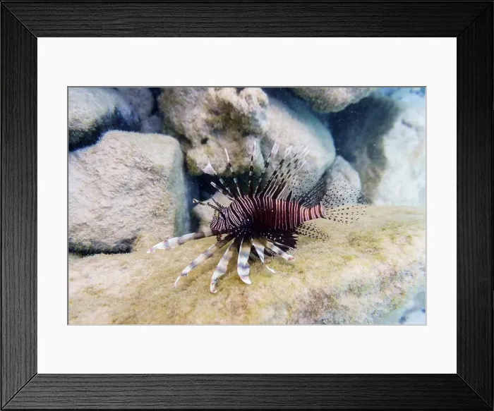 Framed Print : Lionfish (Pterois mombasae). Scorpaenidae - beautiful and dangerous sea fish on Maldives island Framed Print : Lionfish (Pterois mombasae). Scorpaenidae - beautiful and dangerous sea fish on Maldives island