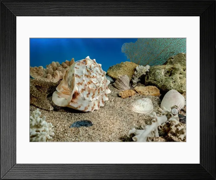 Framed Print : Cassis Cornuta sea shell or horned helmet underwater. Shell on the seabed Framed Print : Cassis Cornuta sea shell or horned helmet underwater. Shell on the seabed