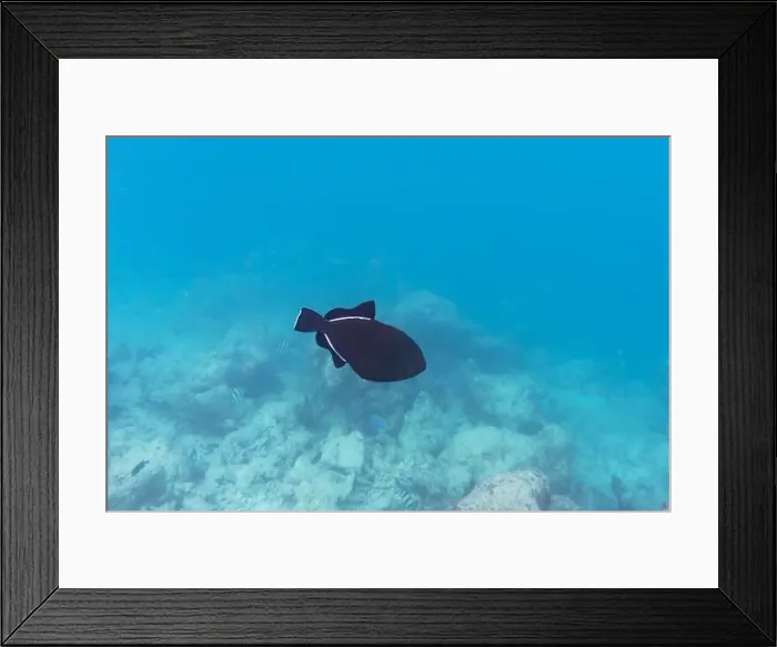 Framed Print : Indian triggerfish (Melichthys indicus) Framed Print : Indian triggerfish (Melichthys indicus)
