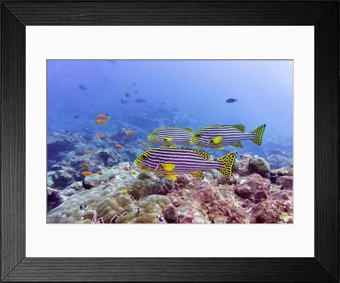 Framed Print : Oriental Sweetlips fish (Plectorhinchus vittatus) in the coral reef of Maldives island Framed Print : Oriental Sweetlips fish (Plectorhinchus vittatus) in the coral reef of Maldives island