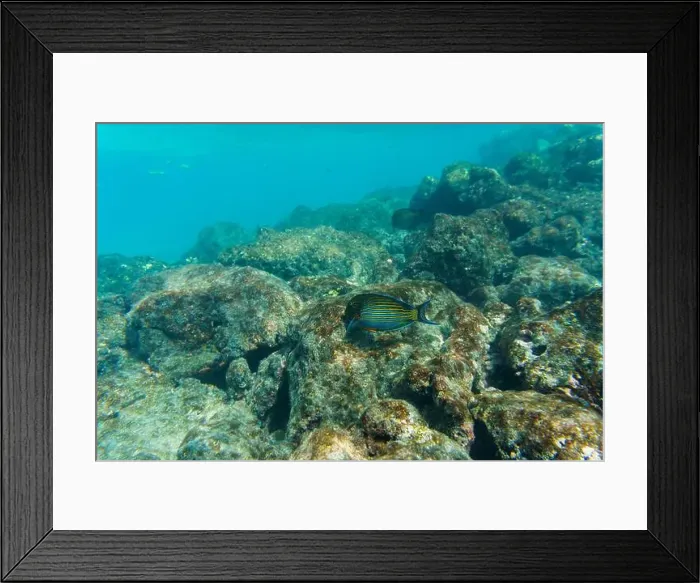 Framed Print : Blue banded surgeonfish (Acanthurus lineatus) Framed Print : Blue banded surgeonfish (Acanthurus lineatus)