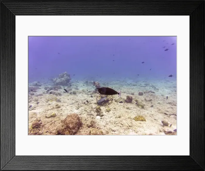 Framed Print : Unicorn Surgeonfish in the coral reef of Maldives island Framed Print : Unicorn Surgeonfish in the coral reef of Maldives island