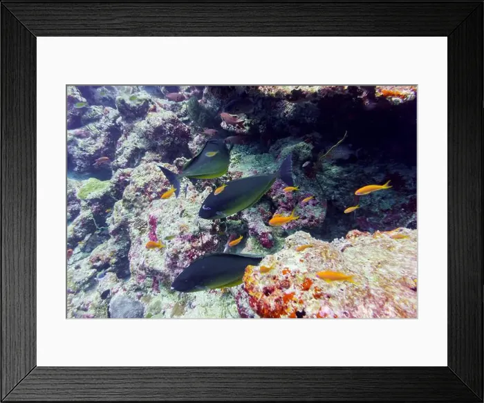 Framed Print : Coral Reef and Tropical Fish on Maldives island Framed Print : Coral Reef and Tropical Fish on Maldives island
