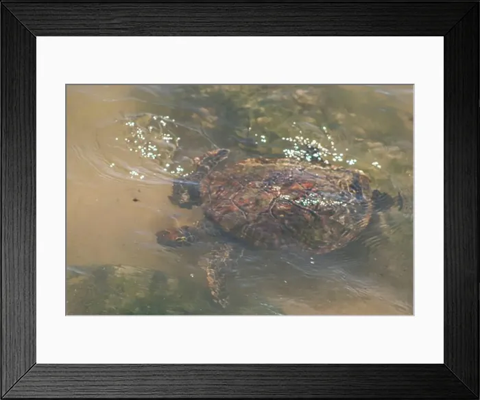 Framed Print : Sea turtle swimming on the edge of a beach in Santa Catarina in Brazil, turtle in the water, Cheloniidae Framed Print : Sea turtle swimming on the edge of a beach in Santa Catarina in Brazil, turtle in the water, Cheloniidae