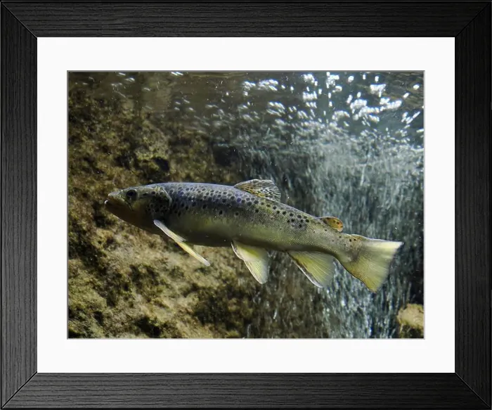 Framed Print : An european trout underwater close up portrait Framed Print : An european trout underwater close up portrait