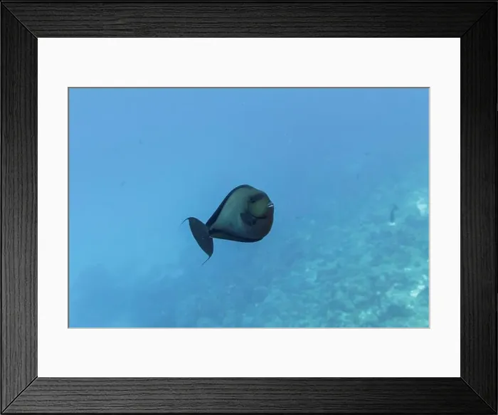 Framed Print : Parrotfish in the coral reef of Maldives island Framed Print : Parrotfish in the coral reef of Maldives island