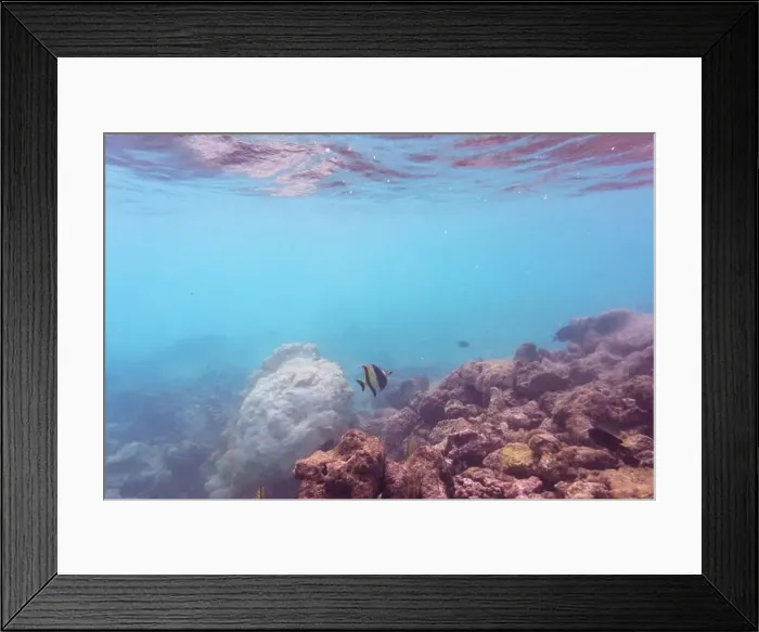 Framed Print : Moorish Idol (Zanclus cornutus). Tropical and coral sea wildelife. Beautiful underwater world. Underwater photography Framed Print : Moorish Idol (Zanclus cornutus). Tropical and coral sea wildelife. Beautiful underwater world. Underwater photography