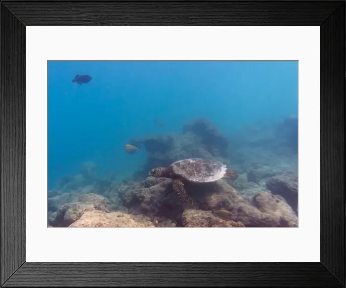 Framed Print : Green sea turtle. Tropical and coral sea wildelife. Beautiful underwater world. Underwater photography
