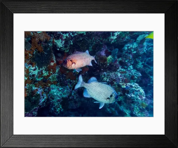 Framed Print : Blacktip soldier fish (Myripristis botche) in the coral reef of Maldives island Framed Print : Blacktip soldier fish (Myripristis botche) in the coral reef of Maldives island