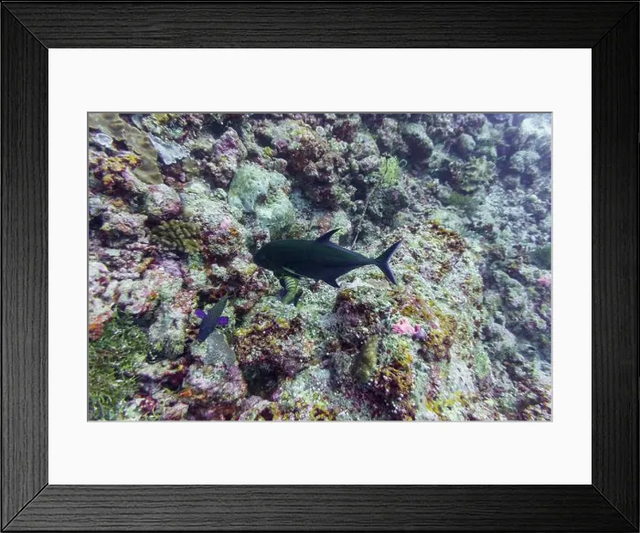 Framed Print : Coral Reef and Tropical Fish on Maldives island Framed Print : Coral Reef and Tropical Fish on Maldives island