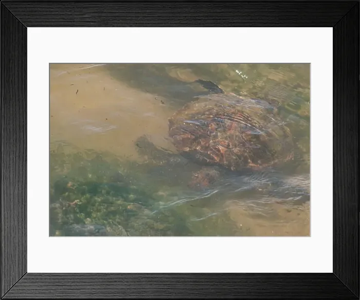 Framed Print : Sea turtle swimming on the edge of a beach in Santa Catarina in Brazil, turtle in the water, Cheloniidae
