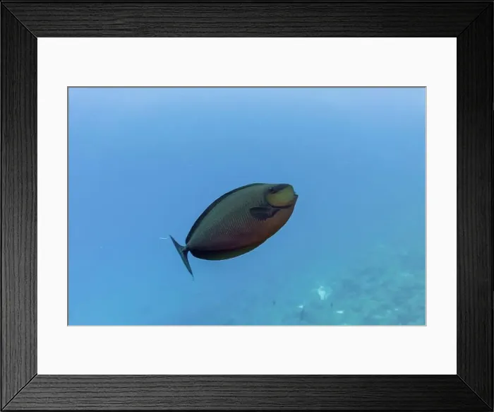 Framed Print : Parrotfish in the coral reef of Maldives island Framed Print : Parrotfish in the coral reef of Maldives island