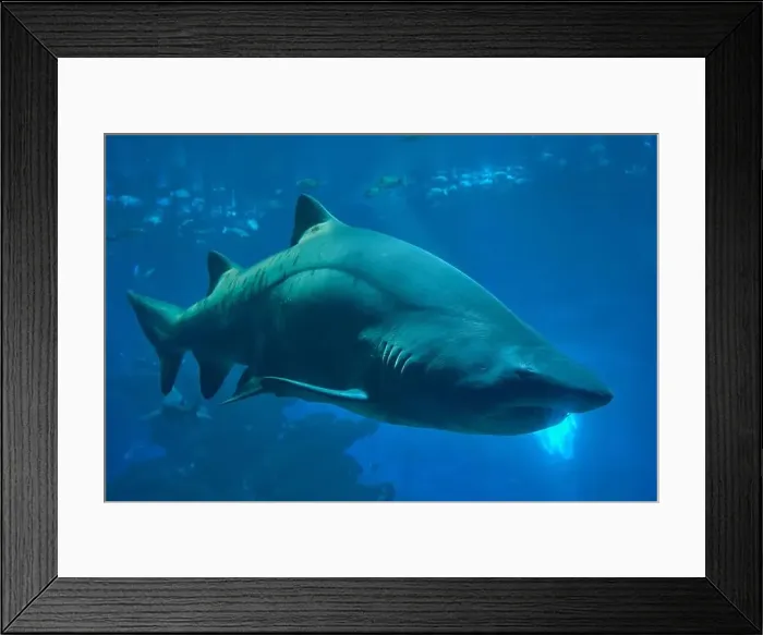 Framed Print : A large white shark swimming in a blue tank Framed Print : A large white shark swimming in a blue tank