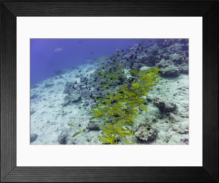 Framed Print : Coral Reef and Tropical Fish on Maldives island Framed Print : Coral Reef and Tropical Fish on Maldives island