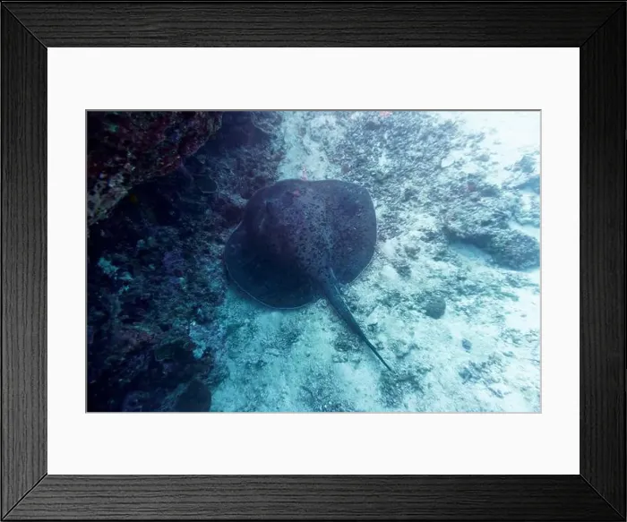 Framed Print : Sting ray in the coral reef of Maldives island Framed Print : Sting ray in the coral reef of Maldives island