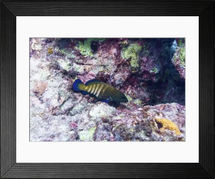 Framed Print : Peacock hind, Cephalopholis argus. Tropical and coral sea fish. Beautiful underwater world. Underwater photography Framed Print : Peacock hind, Cephalopholis argus. Tropical and coral sea fish. Beautiful underwater world. Underwater photography