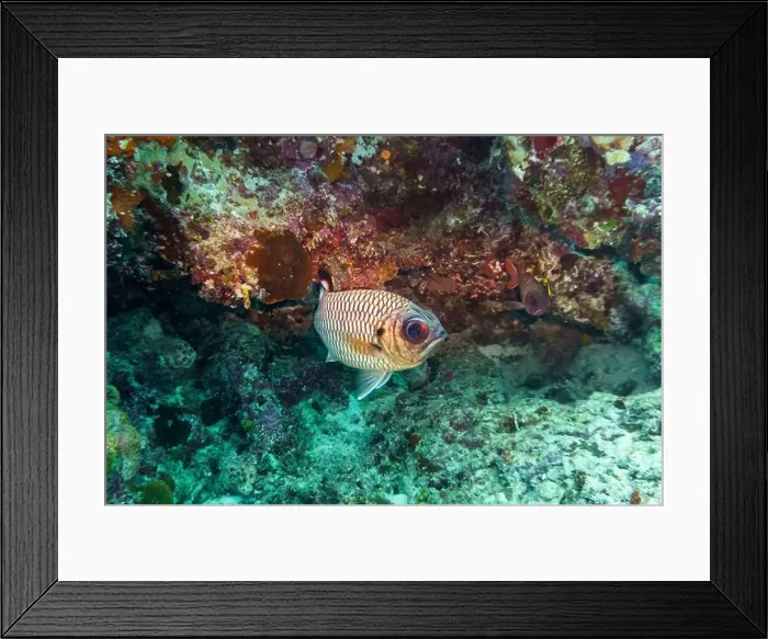 Framed Print : Blacktip soldier fish (Myripristis botche) in the coral reef of Maldives island Framed Print : Blacktip soldier fish (Myripristis botche) in the coral reef of Maldives island