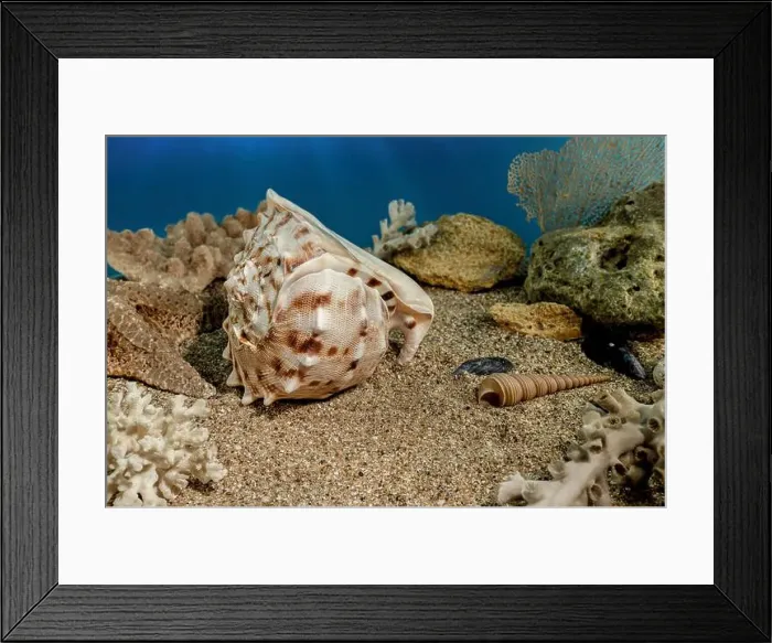 Framed Print : Cassis Cornuta sea shell or horned helmet underwater. Shell on the seabed Framed Print : Cassis Cornuta sea shell or horned helmet underwater. Shell on the seabed