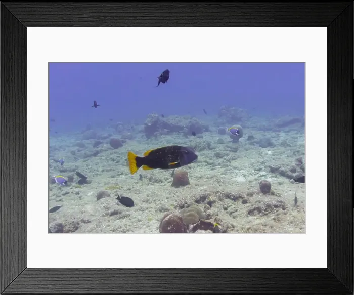 Framed Print : Orange-spotted emperor fish (Lethrinus erythracanthus) in the coral reef of Maldives island