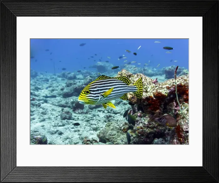 Framed Print : Oriental Sweetlips fish (Plectorhinchus vittatus) in the coral reef of Maldives island Framed Print : Oriental Sweetlips fish (Plectorhinchus vittatus) in the coral reef of Maldives island