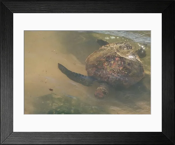Framed Print : Sea turtle swimming on the edge of a beach in Santa Catarina in Brazil, turtle in the water, Cheloniidae Framed Print : Sea turtle swimming on the edge of a beach in Santa Catarina in Brazil, turtle in the water, Cheloniidae
