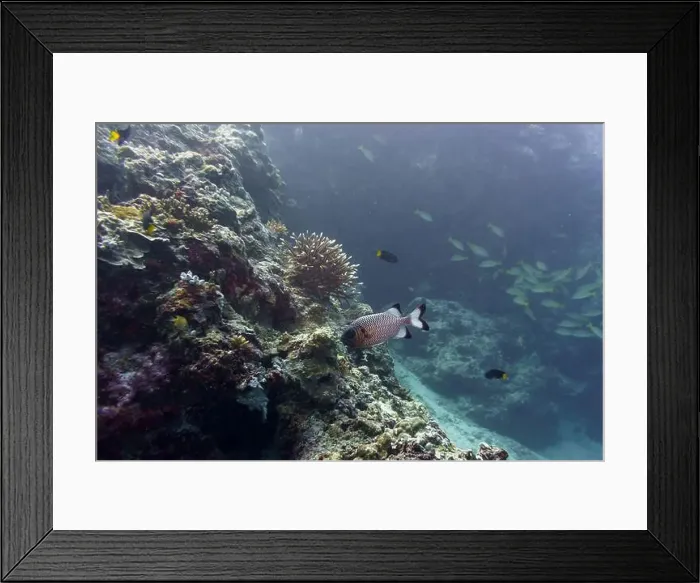 Framed Print : Blacktip soldier fish (Myripristis botche) in the coral reef of Maldives island Framed Print : Blacktip soldier fish (Myripristis botche) in the coral reef of Maldives island