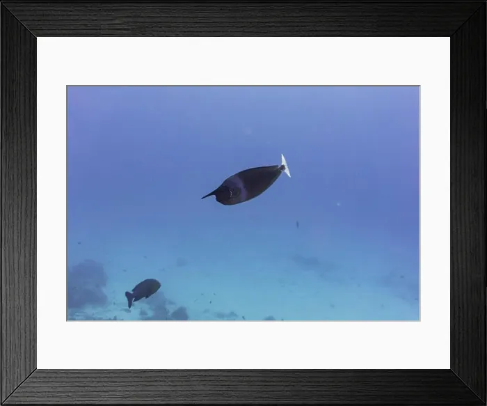 Framed Print : Unicorn Surgeonfish in the coral reef of Maldives island Framed Print : Unicorn Surgeonfish in the coral reef of Maldives island
