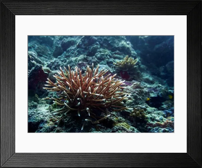 Framed Print : Coral Reef and Tropical Fish on Maldives island Framed Print : Coral Reef and Tropical Fish on Maldives island