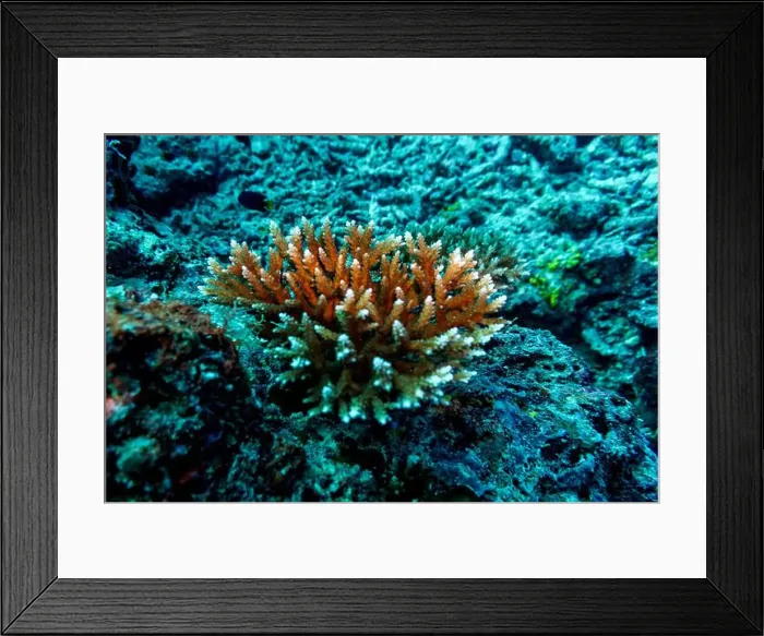 Framed Print : Coral Reef and Tropical Fish on Maldives island Framed Print : Coral Reef and Tropical Fish on Maldives island