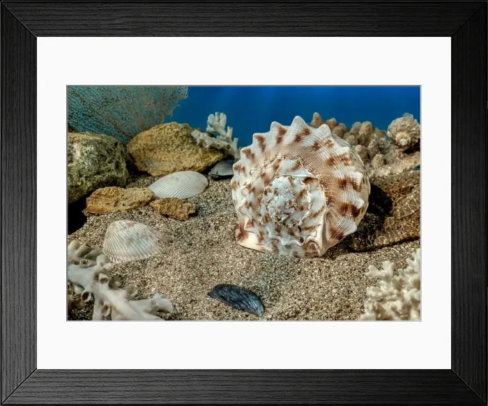 Framed Print : Cassis Cornuta sea shell or horned helmet underwater. Shell on the seabed Framed Print : Cassis Cornuta sea shell or horned helmet underwater. Shell on the seabed