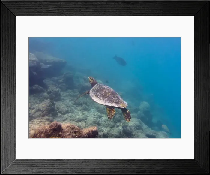 Framed Print : Green sea turtle. Tropical and coral sea wildelife. Beautiful underwater world. Underwater photography