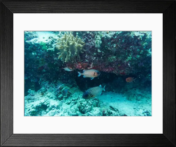 Framed Print : Blacktip soldier fish (Myripristis botche) in the coral reef of Maldives island Framed Print : Blacktip soldier fish (Myripristis botche) in the coral reef of Maldives island