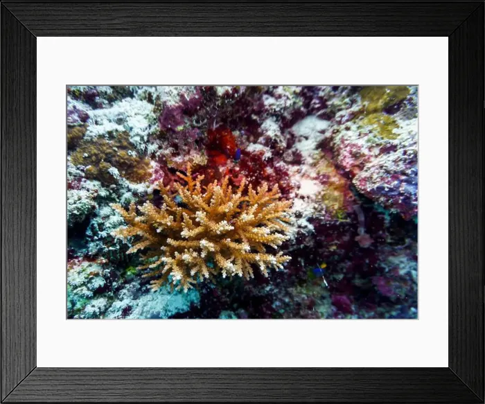 Framed Print : Coral Reef and Tropical Fish on Maldives island
