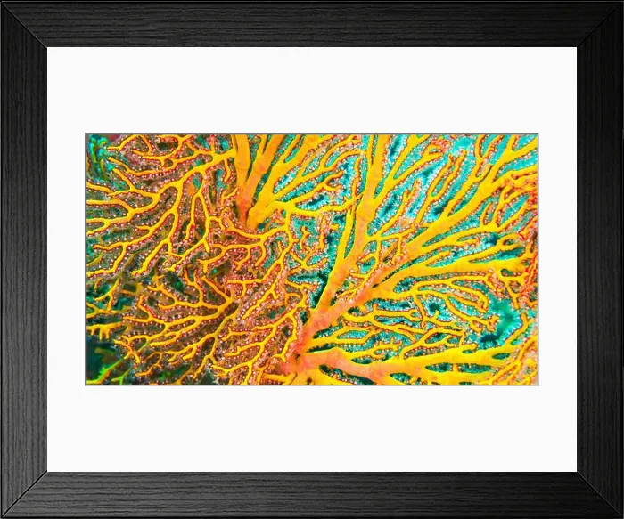 Framed Print : Sea Fan, Sea Whips, Gorgonian, Reef Building Corals, Coral Reef, Lembeh, North Sulawesi, Indonesia, Asia Framed Print : Sea Fan, Sea Whips, Gorgonian, Reef Building Corals, Coral Reef, Lembeh, North Sulawesi, Indonesia, Asia