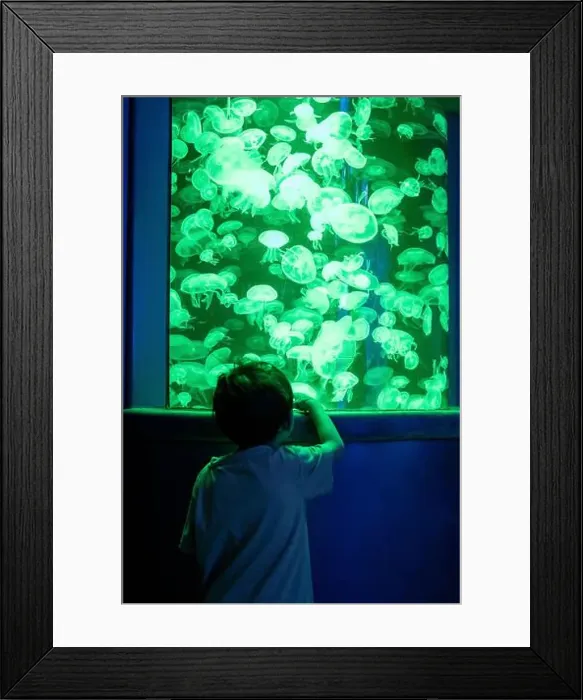 Framed Print : Asian boy looking at blue-green jellyfish in a marine aquarium Framed Print : Asian boy looking at blue-green jellyfish in a marine aquarium