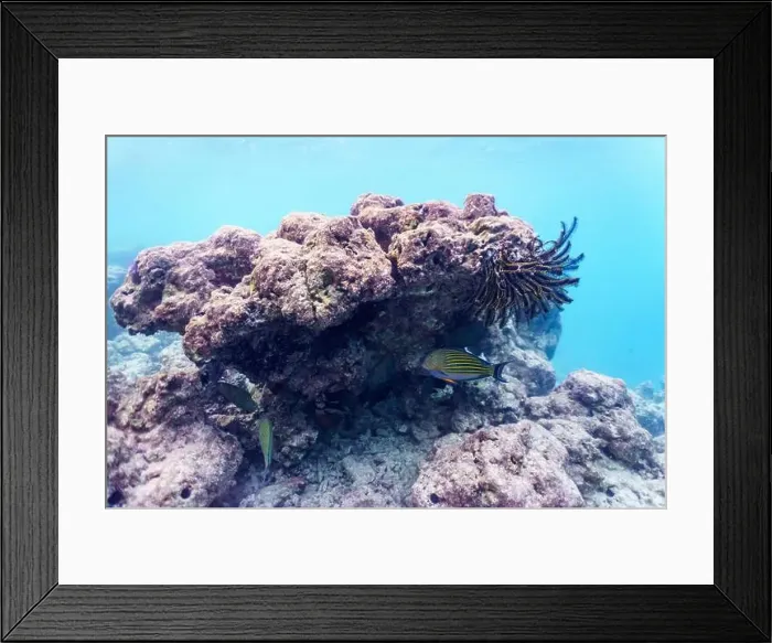 Framed Print : Blue banded surgeonfish (Acanthurus lineatus) Framed Print : Blue banded surgeonfish (Acanthurus lineatus)