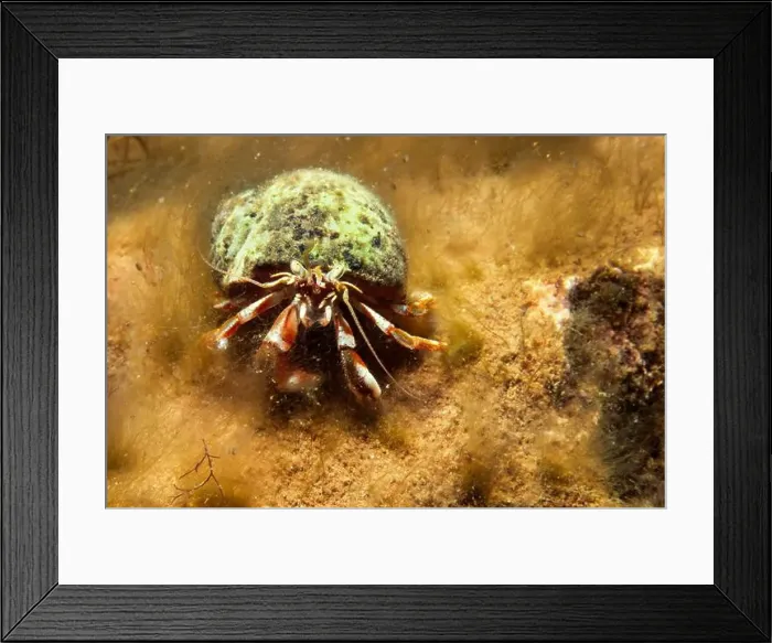 Framed Print : Hermit crab underwater in the St-Lawrence River Framed Print : Hermit crab underwater in the St-Lawrence River