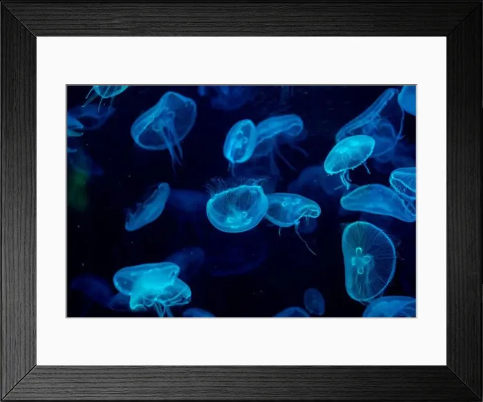 Framed Print : jellyfish glowing blue on a dark blue background Framed Print : jellyfish glowing blue on a dark blue background