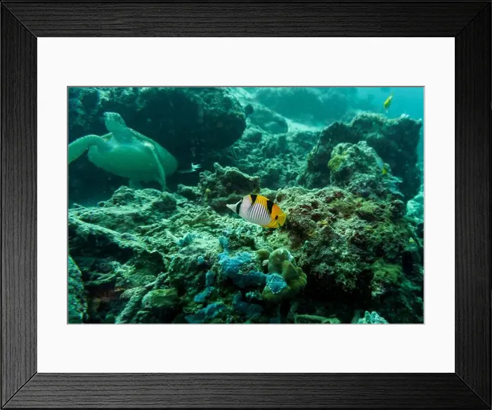 Framed Print : Green sea turtle. Tropical and coral sea wildelife. Beautiful underwater world. Underwater photography Framed Print : Green sea turtle. Tropical and coral sea wildelife. Beautiful underwater world. Underwater photography