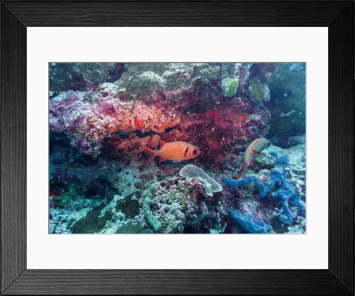 Framed Print : Blacktip soldier fish (Myripristis botche) in the coral reef of Maldives island Framed Print : Blacktip soldier fish (Myripristis botche) in the coral reef of Maldives island