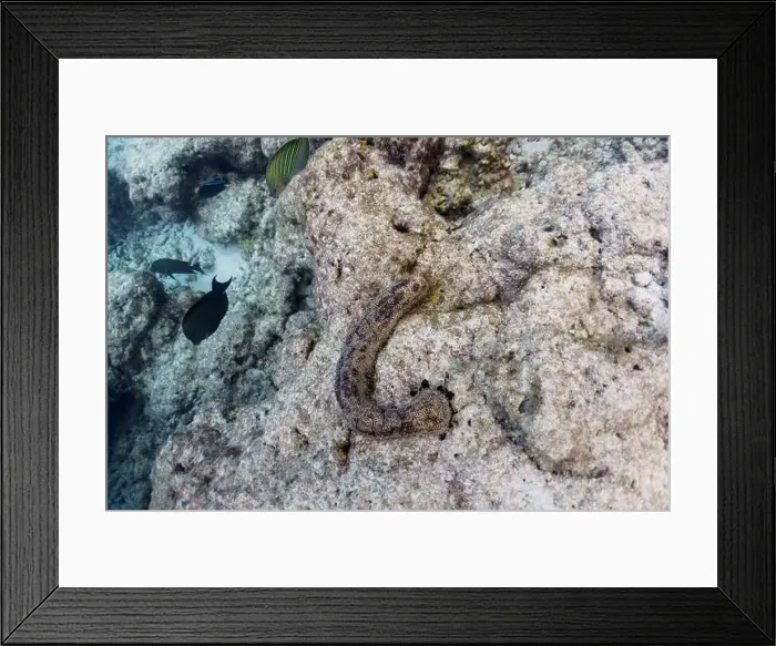 Framed Print : Coral Reef and Tropical Fish on Maldives island Framed Print : Coral Reef and Tropical Fish on Maldives island