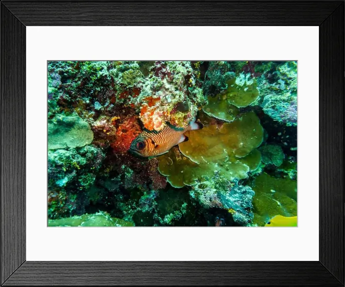 Framed Print : Blacktip soldier fish (Myripristis botche) in the coral reef of Maldives island Framed Print : Blacktip soldier fish (Myripristis botche) in the coral reef of Maldives island