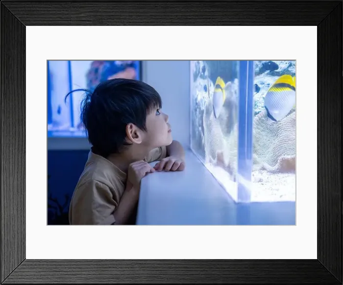 Framed Print : Asian boy looking at fish in a sea aquarium Framed Print : Asian boy looking at fish in a sea aquarium