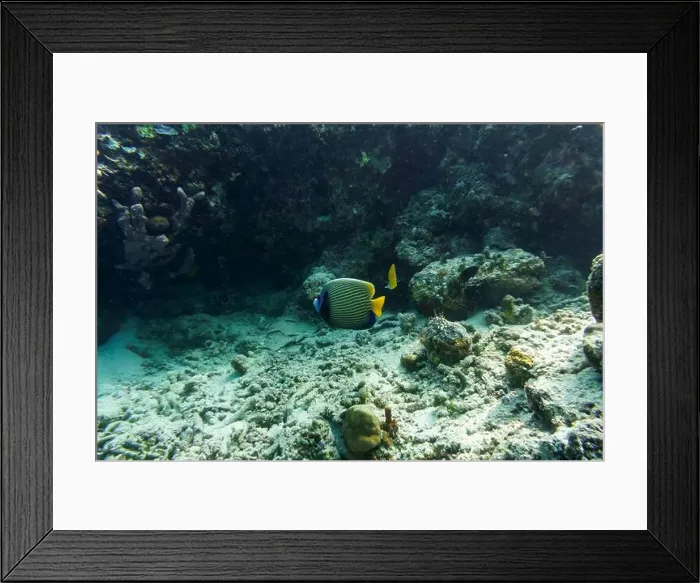Framed Print : Emperor angelfish (Pomacanthus imperator)in the coral reef of Maldives island Framed Print : Emperor angelfish (Pomacanthus imperator)in the coral reef of Maldives island