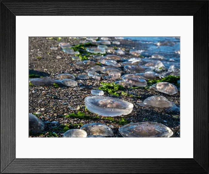 Framed Print : beach, jellyfish and lighthouse in the background Framed Print : beach, jellyfish and lighthouse in the background