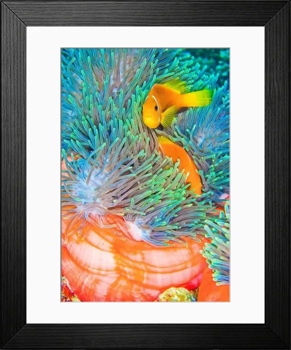 Framed Print : Blackfinned Anemonefish, Amphiprion nigripes Framed Print : Blackfinned Anemonefish, Amphiprion nigripes