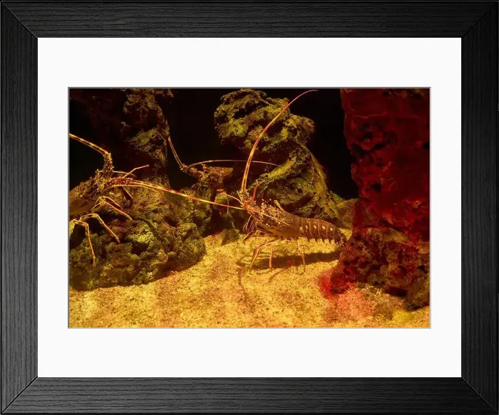 Framed Print : Two Mediterranean underwater lobsters on a sandy bottom facing each other Framed Print : Two Mediterranean underwater lobsters on a sandy bottom facing each other
